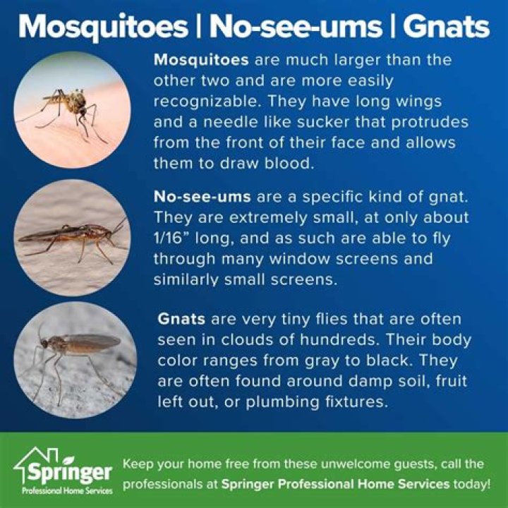 Unveiling The Truth: Bubbles Vs. Mosquitoes